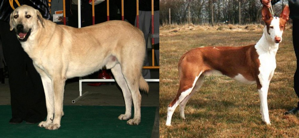 Podenco Canario vs Central Anatolian Shepherd - Breed Comparison