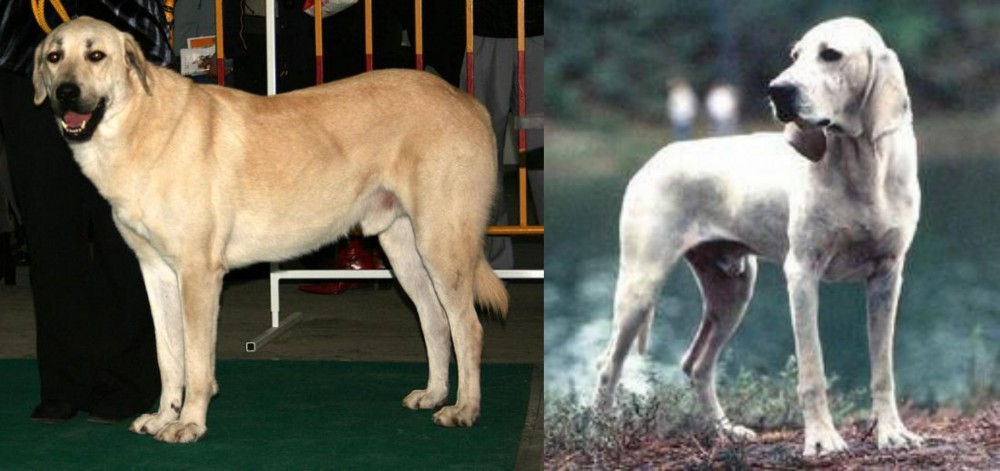 Porcelaine vs Central Anatolian Shepherd - Breed Comparison