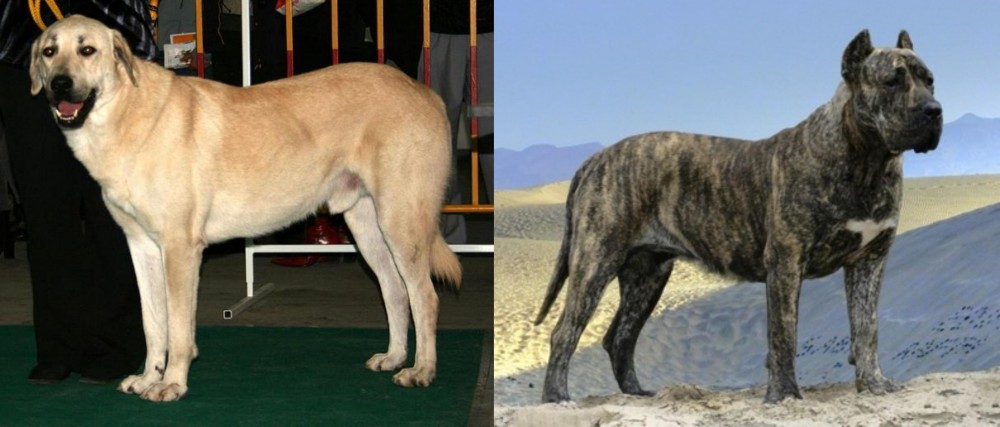 Presa Canario vs Central Anatolian Shepherd - Breed Comparison