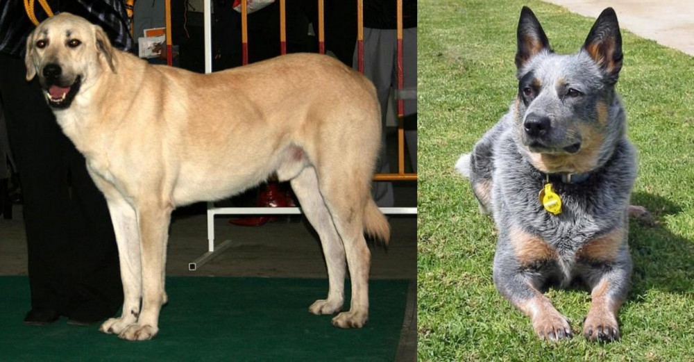 Queensland Heeler vs Central Anatolian Shepherd - Breed Comparison