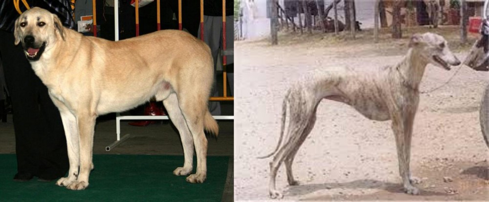 Rampur Greyhound vs Central Anatolian Shepherd - Breed Comparison