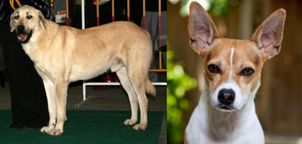 Rat Terrier vs Central Anatolian Shepherd - Breed Comparison