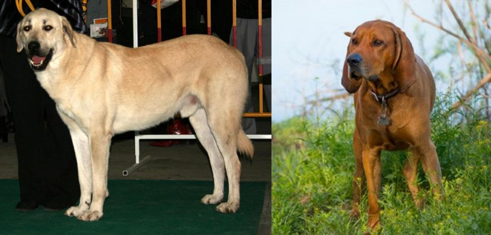 Redbone Coonhound vs Central Anatolian Shepherd - Breed Comparison