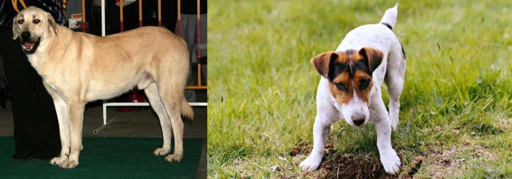 Russell Terrier vs Central Anatolian Shepherd - Breed Comparison