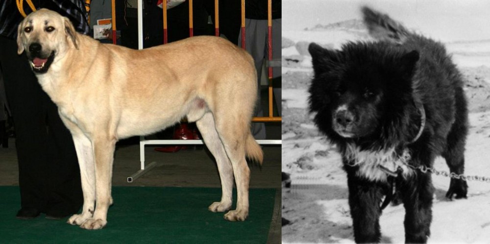 Sakhalin Husky vs Central Anatolian Shepherd - Breed Comparison