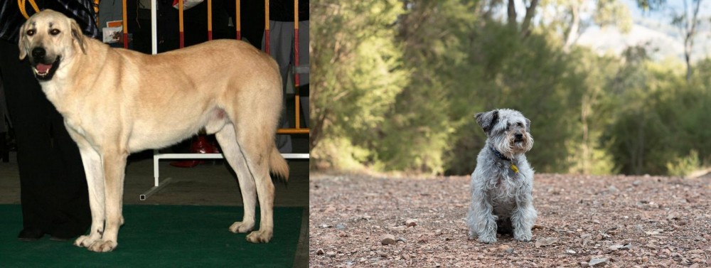 Schnoodle vs Central Anatolian Shepherd - Breed Comparison