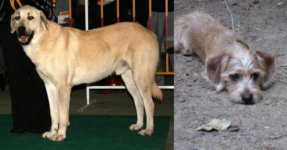 Schweenie vs Central Anatolian Shepherd - Breed Comparison