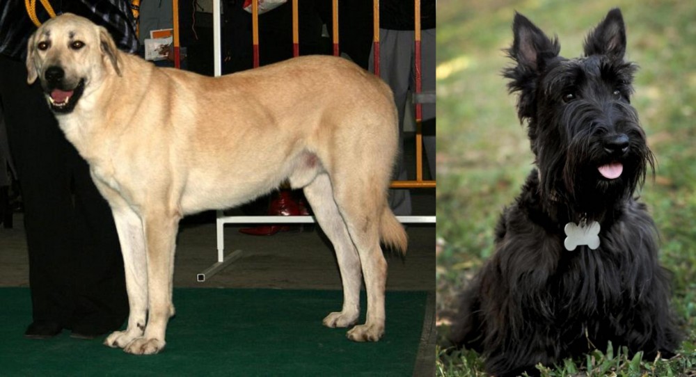 Scoland Terrier vs Central Anatolian Shepherd - Breed Comparison