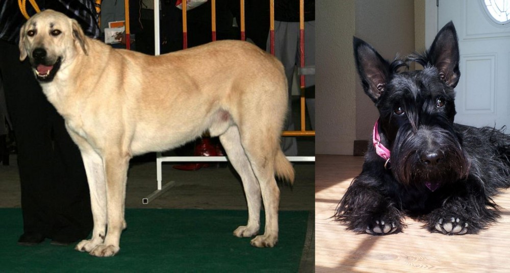 Scottish Terrier vs Central Anatolian Shepherd - Breed Comparison