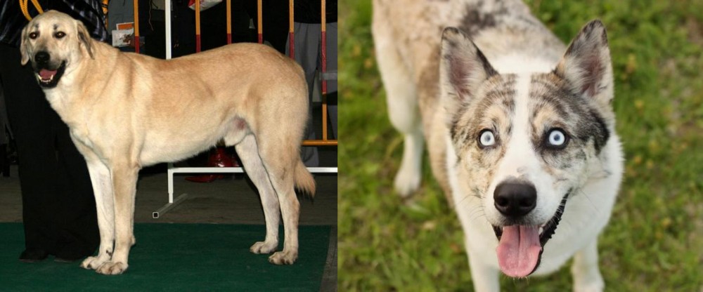 Shepherd Husky vs Central Anatolian Shepherd - Breed Comparison