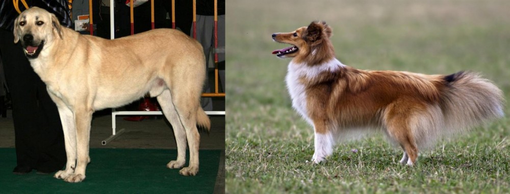Shetland Sheepdog vs Central Anatolian Shepherd - Breed Comparison