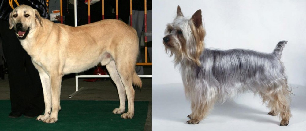 Silky Terrier vs Central Anatolian Shepherd - Breed Comparison
