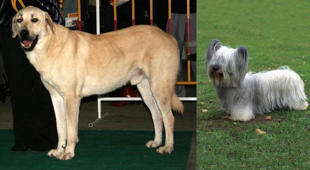 Skye Terrier vs Central Anatolian Shepherd - Breed Comparison