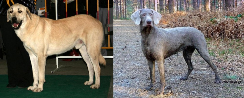 Slovensky Hrubosrsty Stavac vs Central Anatolian Shepherd - Breed Comparison