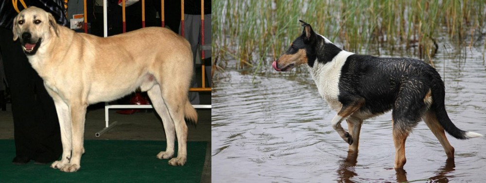 Smooth Collie vs Central Anatolian Shepherd - Breed Comparison