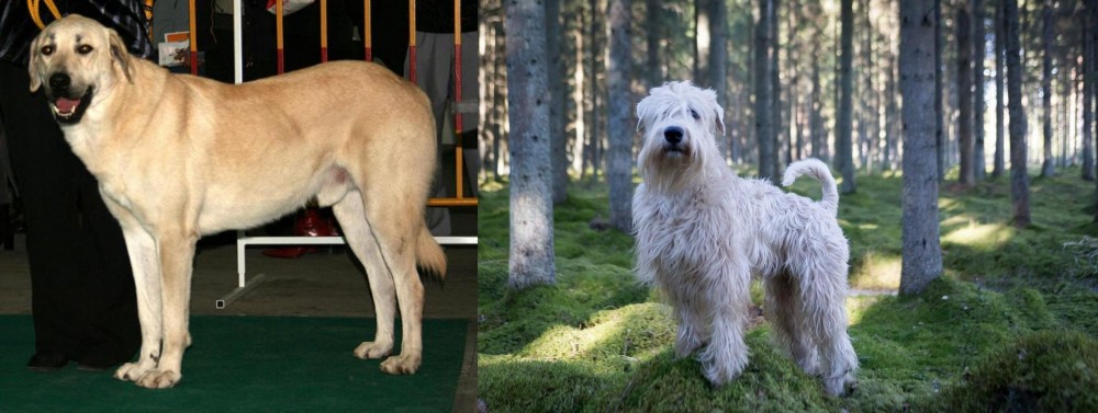 Soft-Coated Wheaten Terrier vs Central Anatolian Shepherd - Breed Comparison