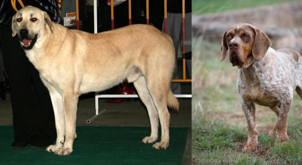 Spanish Pointer vs Central Anatolian Shepherd - Breed Comparison