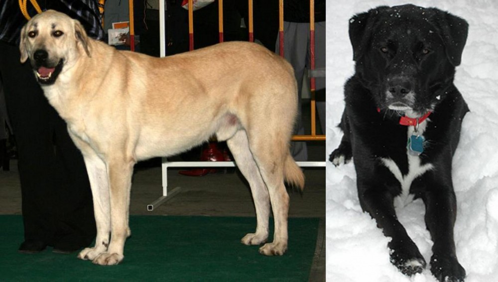 St. John's Water Dog vs Central Anatolian Shepherd - Breed Comparison