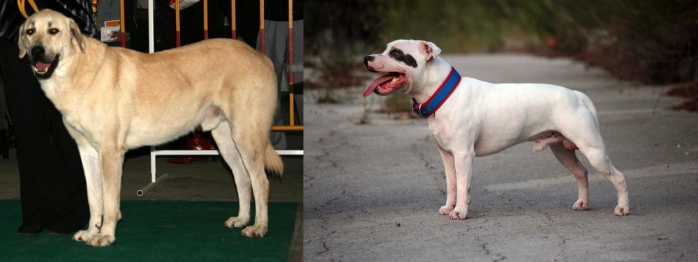 Staffordshire Bull Terrier vs Central Anatolian Shepherd - Breed Comparison