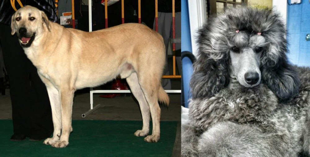 Standard Poodle vs Central Anatolian Shepherd - Breed Comparison