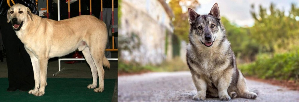 Swedish Vallhund vs Central Anatolian Shepherd - Breed Comparison