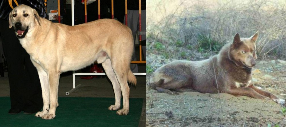 Tahltan Bear Dog vs Central Anatolian Shepherd - Breed Comparison