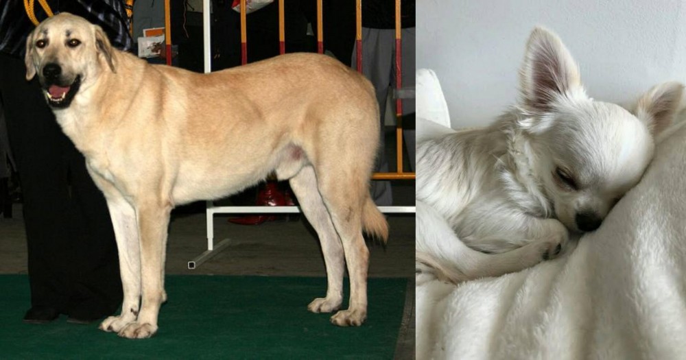 Tea Cup Chihuahua vs Central Anatolian Shepherd - Breed Comparison