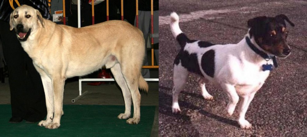 Teddy Roosevelt Terrier vs Central Anatolian Shepherd - Breed Comparison