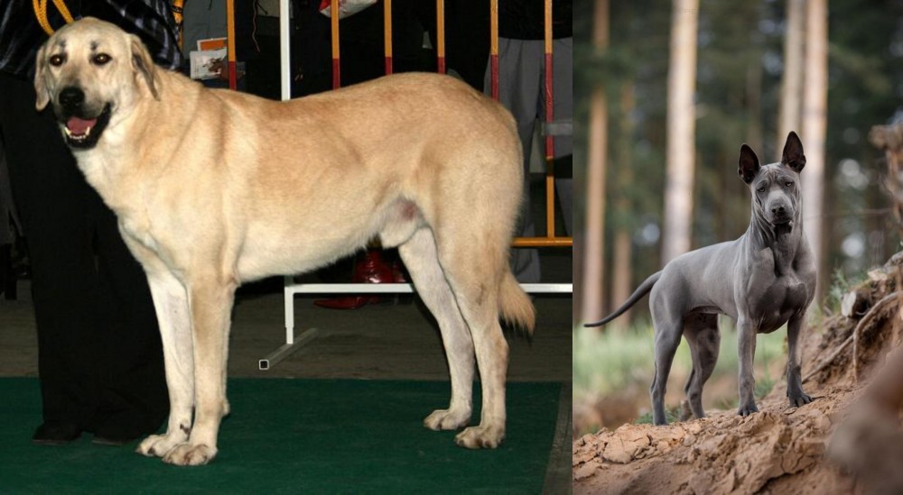 Thai Ridgeback vs Central Anatolian Shepherd - Breed Comparison