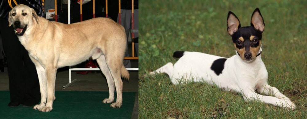Toy Fox Terrier vs Central Anatolian Shepherd - Breed Comparison