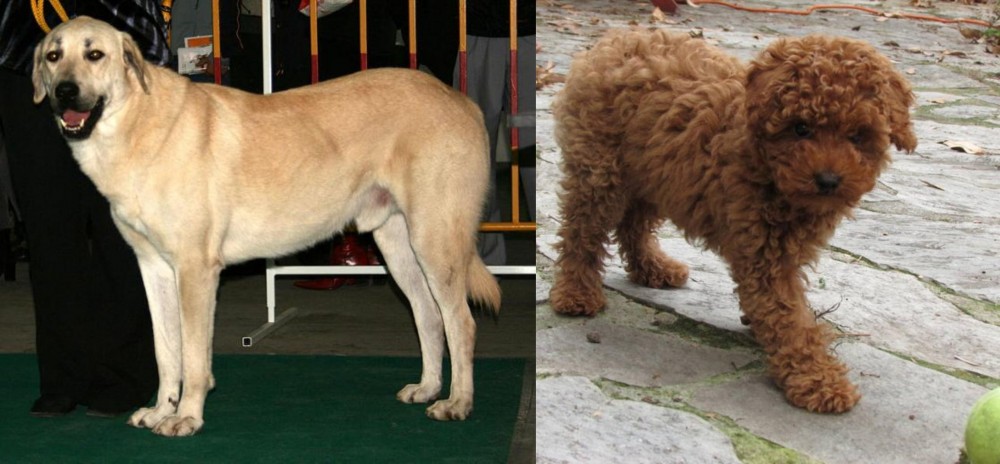 Toy Poodle vs Central Anatolian Shepherd - Breed Comparison