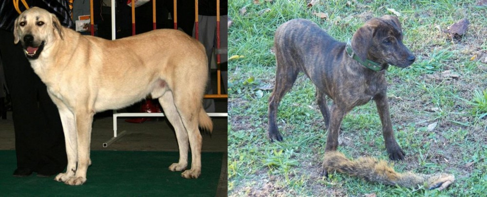 Treeing Cur vs Central Anatolian Shepherd - Breed Comparison