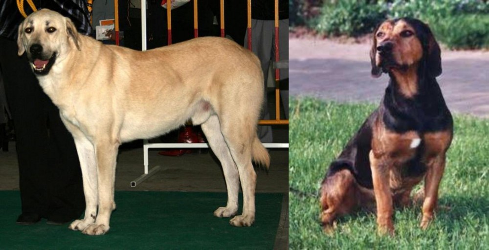 Tyrolean Hound vs Central Anatolian Shepherd - Breed Comparison