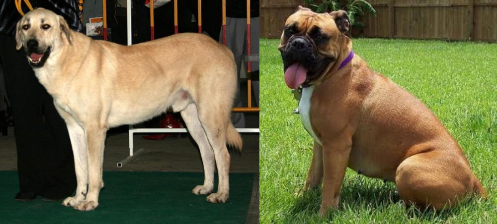 Valley Bulldog vs Central Anatolian Shepherd - Breed Comparison