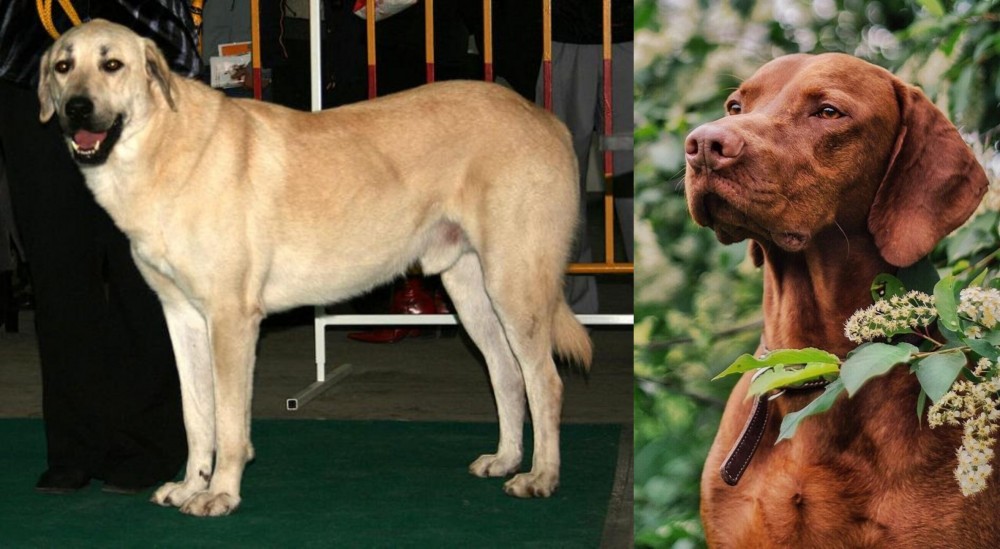 Vizsla vs Central Anatolian Shepherd - Breed Comparison