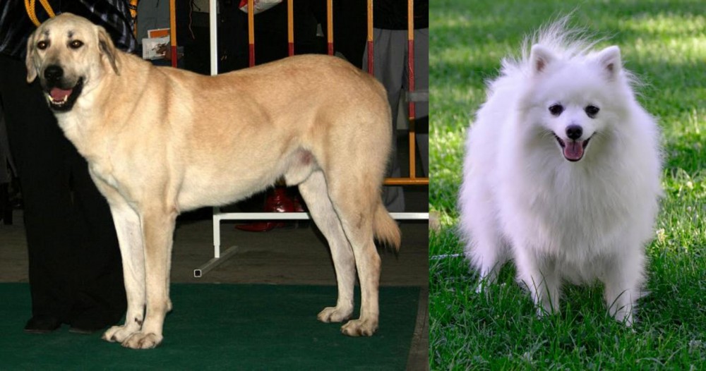 Volpino Italiano vs Central Anatolian Shepherd - Breed Comparison