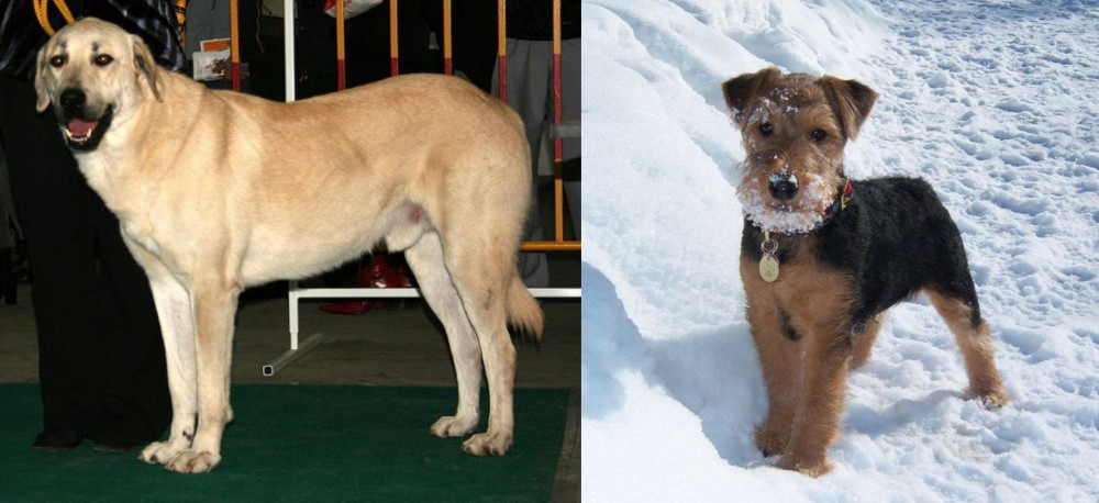 Welsh Terrier vs Central Anatolian Shepherd - Breed Comparison