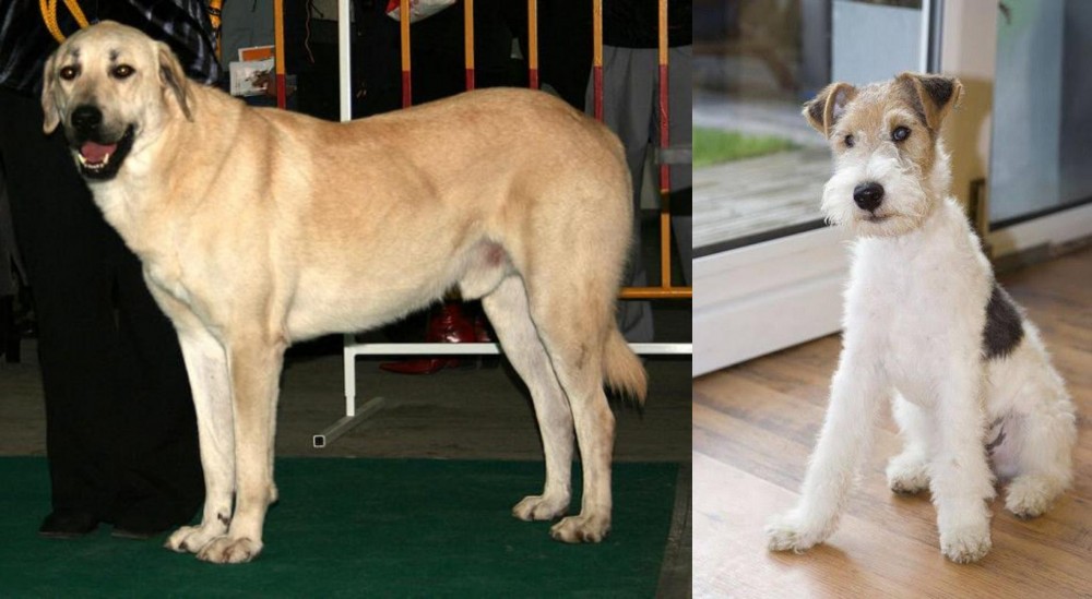 Wire Fox Terrier vs Central Anatolian Shepherd - Breed Comparison
