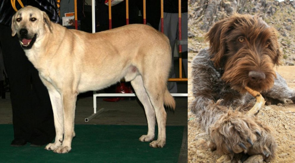 Wirehaired Pointing Griffon vs Central Anatolian Shepherd - Breed Comparison