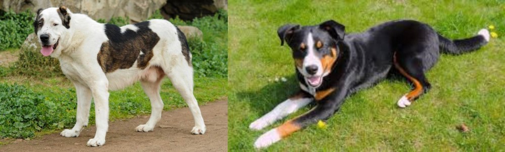 Appenzell Mountain Dog vs Central Asian Shepherd - Breed Comparison