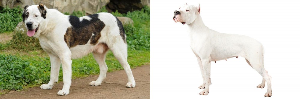Argentine Dogo vs Central Asian Shepherd - Breed Comparison