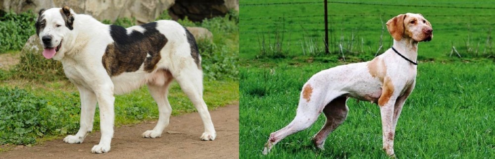 Ariege Pointer vs Central Asian Shepherd - Breed Comparison