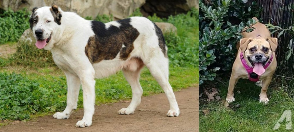 Beabull vs Central Asian Shepherd - Breed Comparison