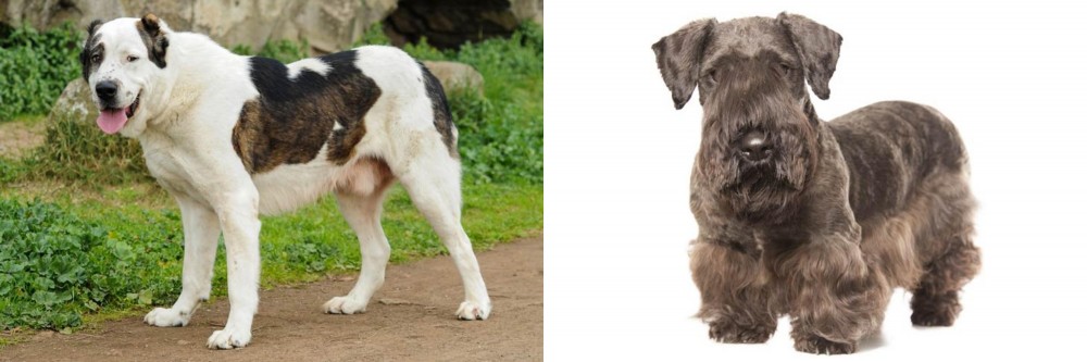 Cesky Terrier vs Central Asian Shepherd - Breed Comparison