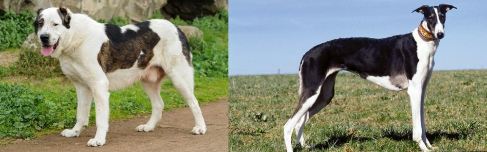 Chart Polski vs Central Asian Shepherd - Breed Comparison
