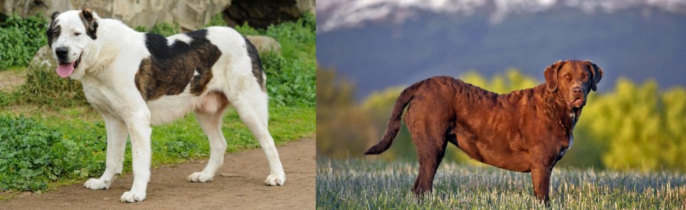 Chesapeake Bay Retriever vs Central Asian Shepherd - Breed Comparison