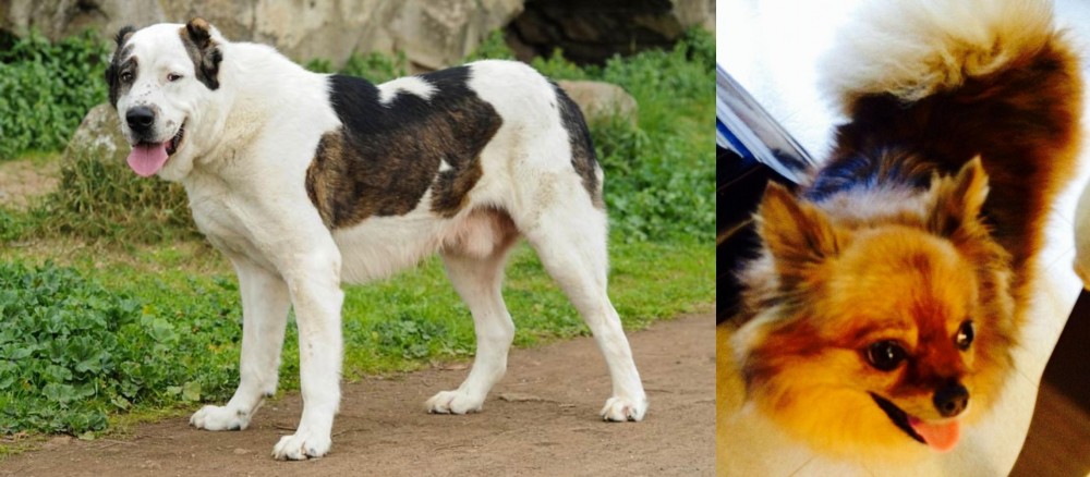 Chiapom vs Central Asian Shepherd - Breed Comparison