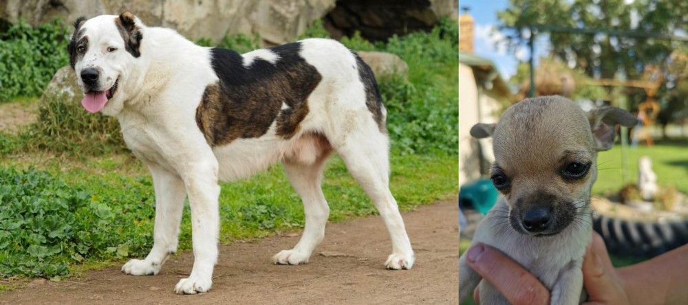 Chihuahua vs Central Asian Shepherd - Breed Comparison