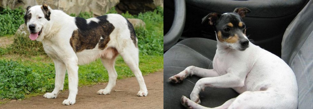 Chilean Fox Terrier vs Central Asian Shepherd - Breed Comparison
