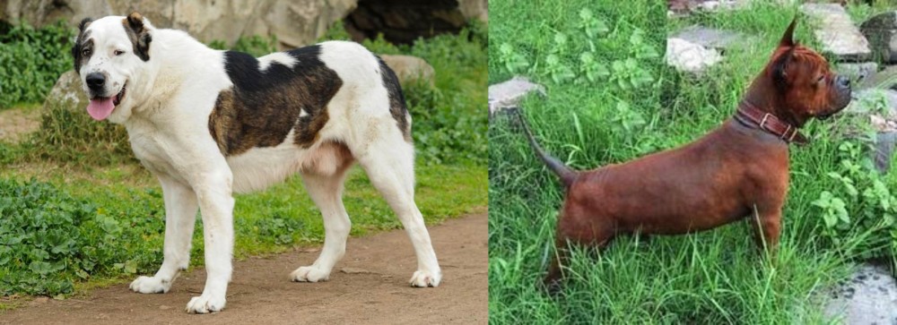 Chinese Chongqing Dog vs Central Asian Shepherd - Breed Comparison